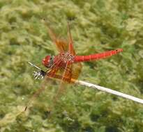 Image of <i>Trithemis kirbyi ardens</i> Gerstaecker 1891