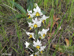 Plancia ëd Gavilea longibracteata (Lindl.) Sparre ex L. E. Navas