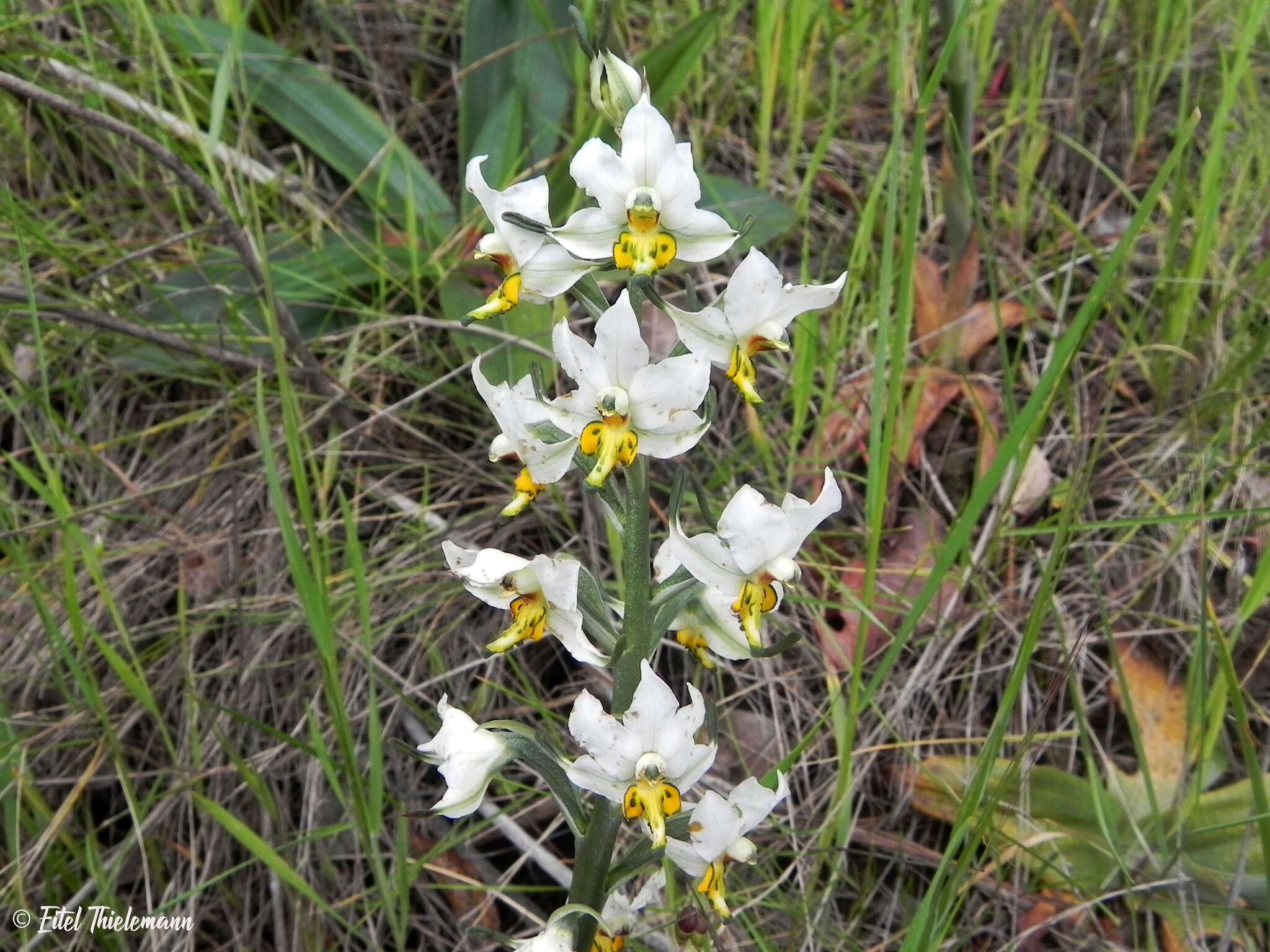 Plancia ëd Gavilea longibracteata (Lindl.) Sparre ex L. E. Navas