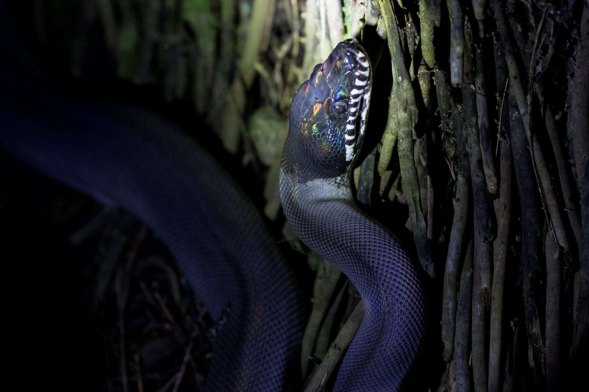 Imagem de Bothrochilus fredparkeri (Schleip 2008)