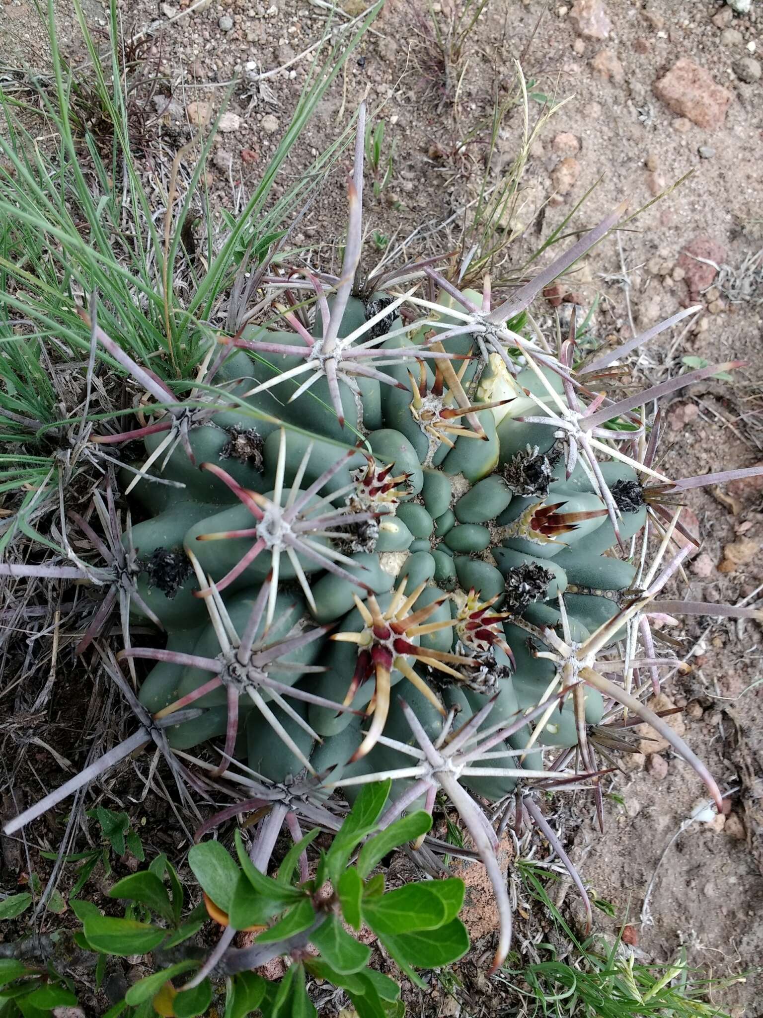 Image of Sclerocactus uncinatus subsp. crassihamatus (F. A. C. Weber) N. P. Taylor