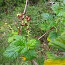 Image of Ribes costaricensis Weigend