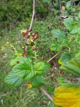 Image of Ribes costaricensis Weigend