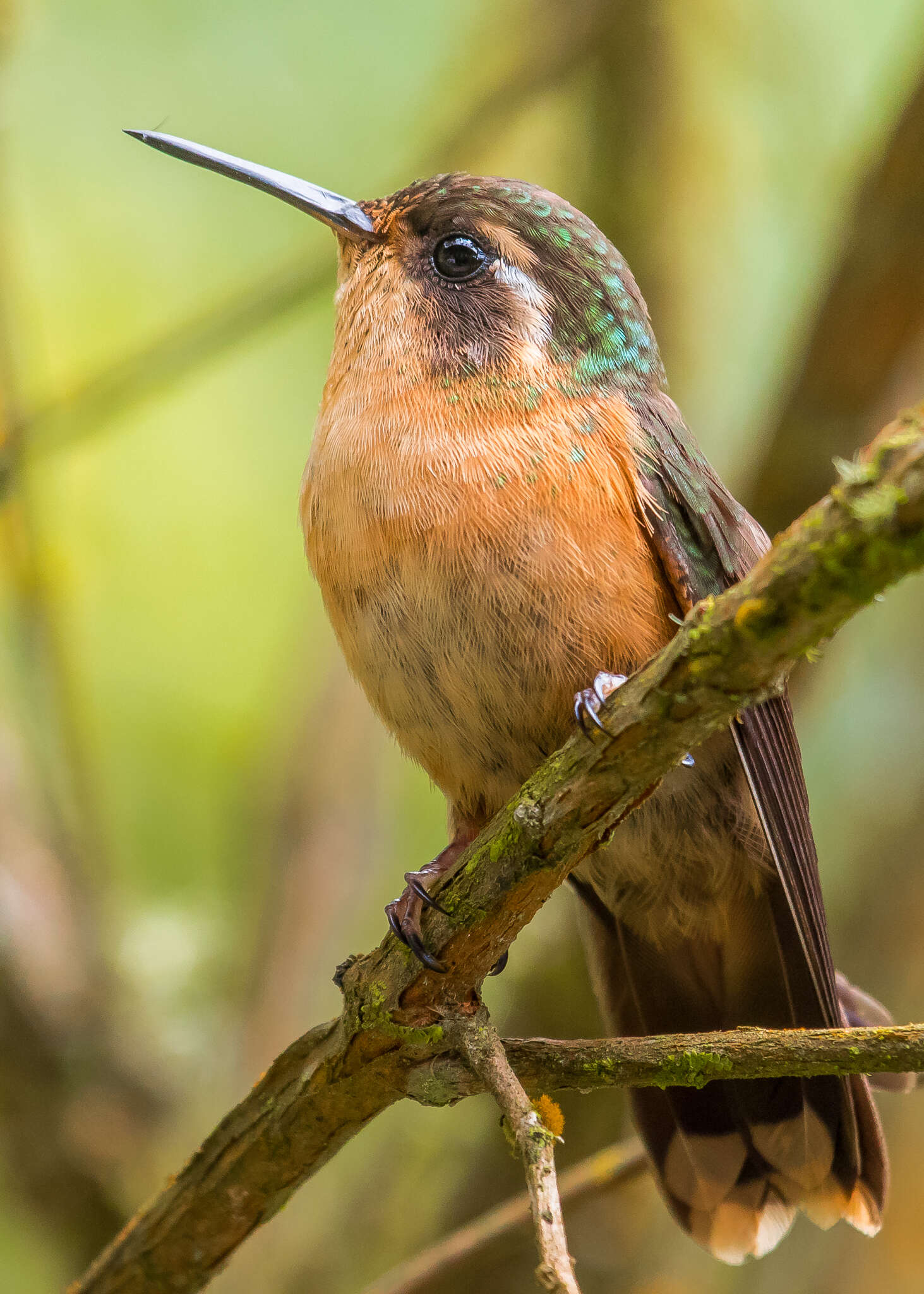 Imagem de Adelomyia melanogenys cervina Gould 1872