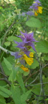 Image of Melampyrum polonicum (Beauv.) Soó