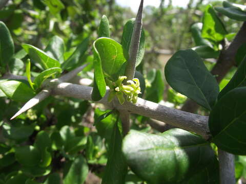 صورة Canthium spinosum (Klotzsch ex Eckl. & Zeyh.) Kuntze