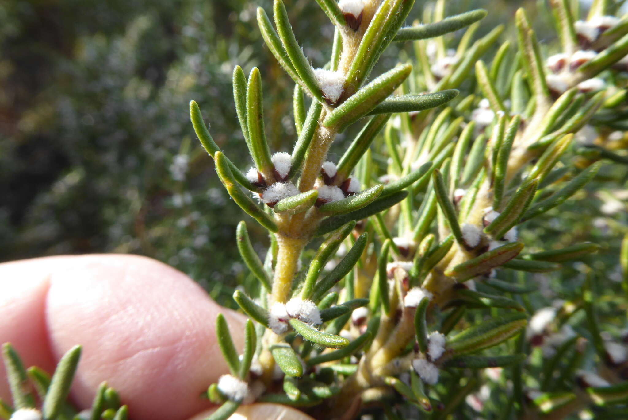 Image of Grubbia rosmarinifolia subsp. rosmarinifolia