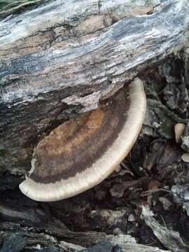 Image of Trametes cubensis (Mont.) Sacc. 1891