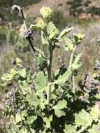 Image of Indian Valley bushmallow