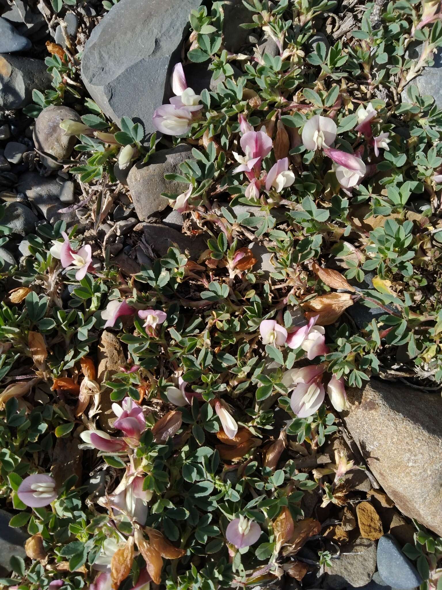 Image of Trifolium eximium DC.