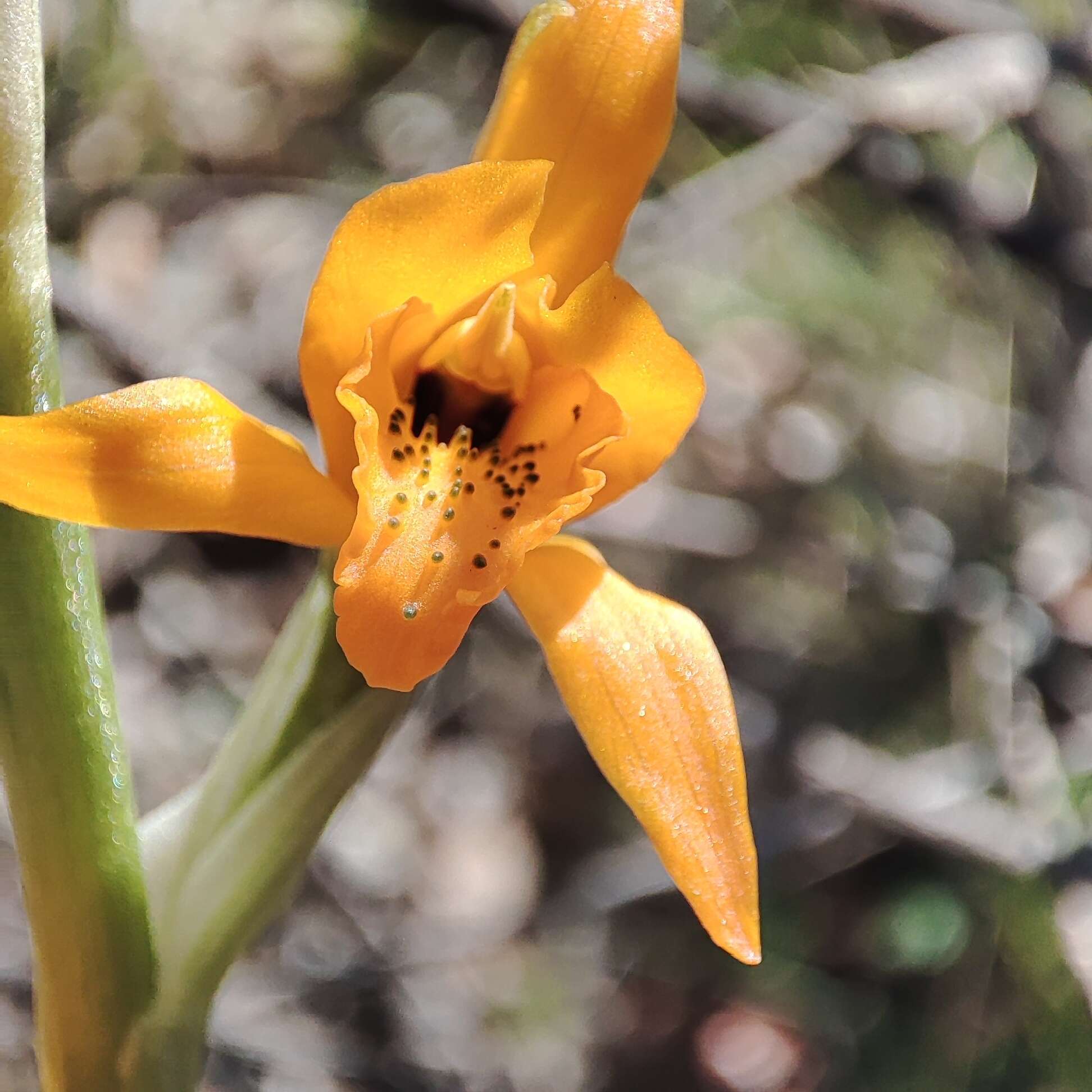 Image of Chloraea chrysantha Poepp.