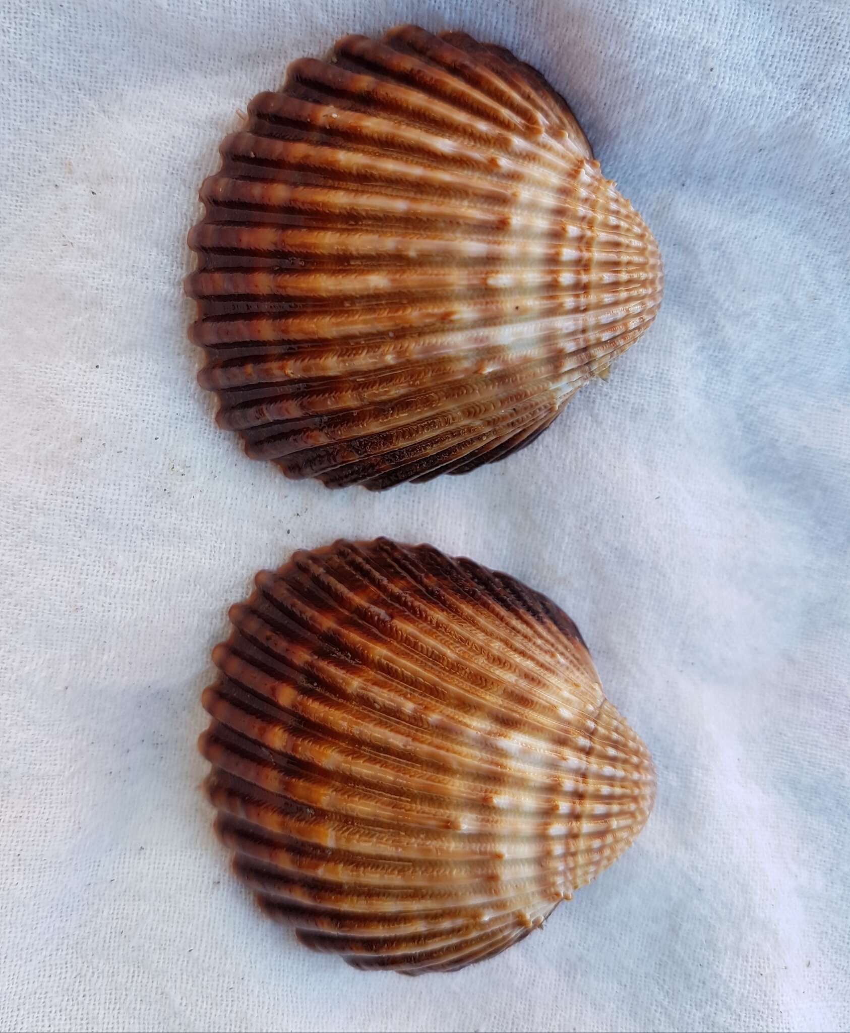 Image of Moroccan cockle