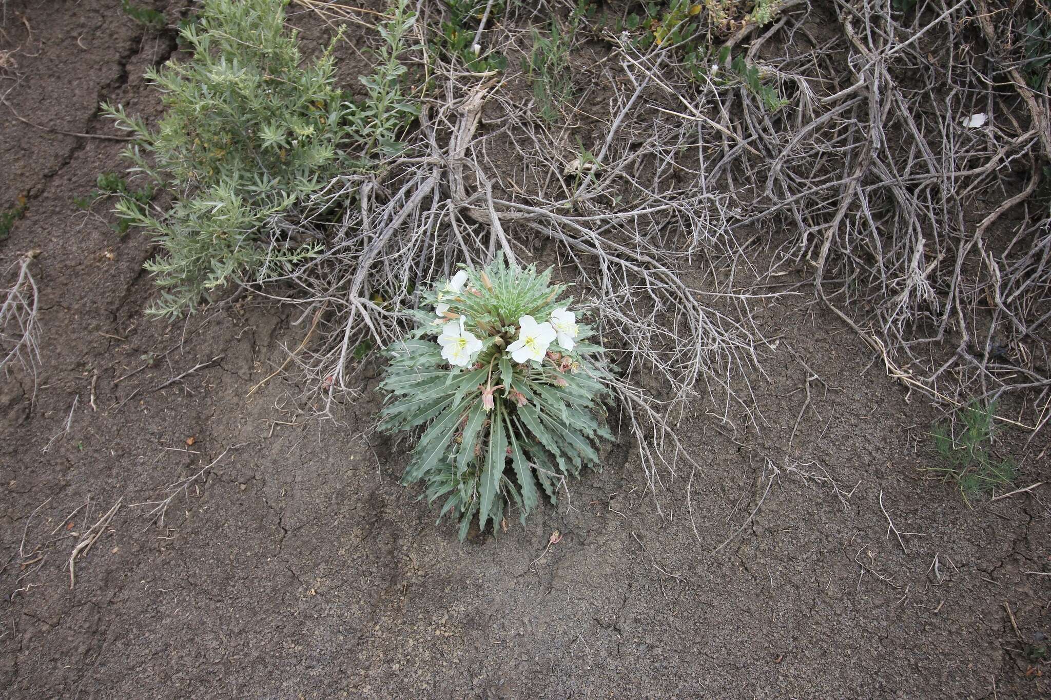 Plancia ëd Oenothera harringtonii W. L. Wagner, R. Stockhouse & W. M. Klein