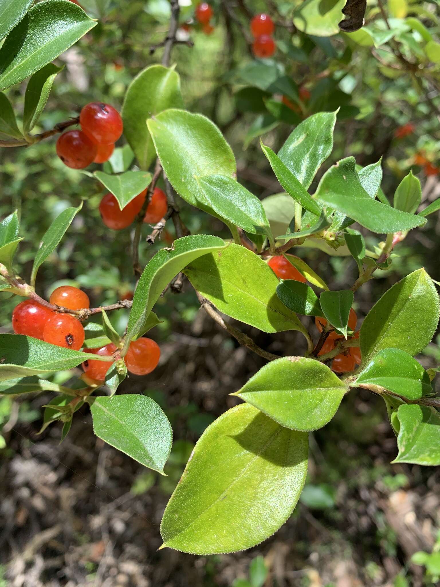 Image of Coprosma hirtella Labill.