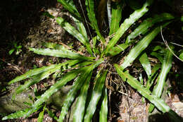 Image of long strapfern