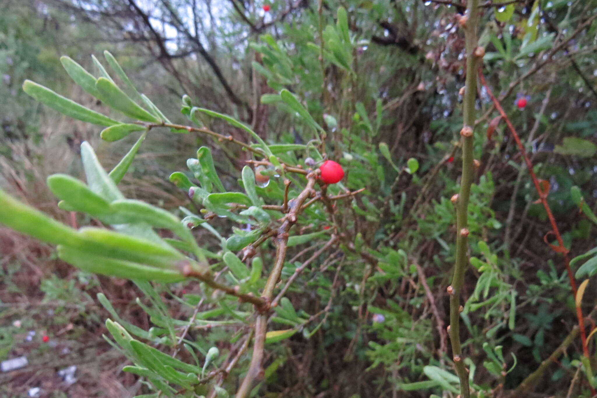 Image of Carolina desert-thorn