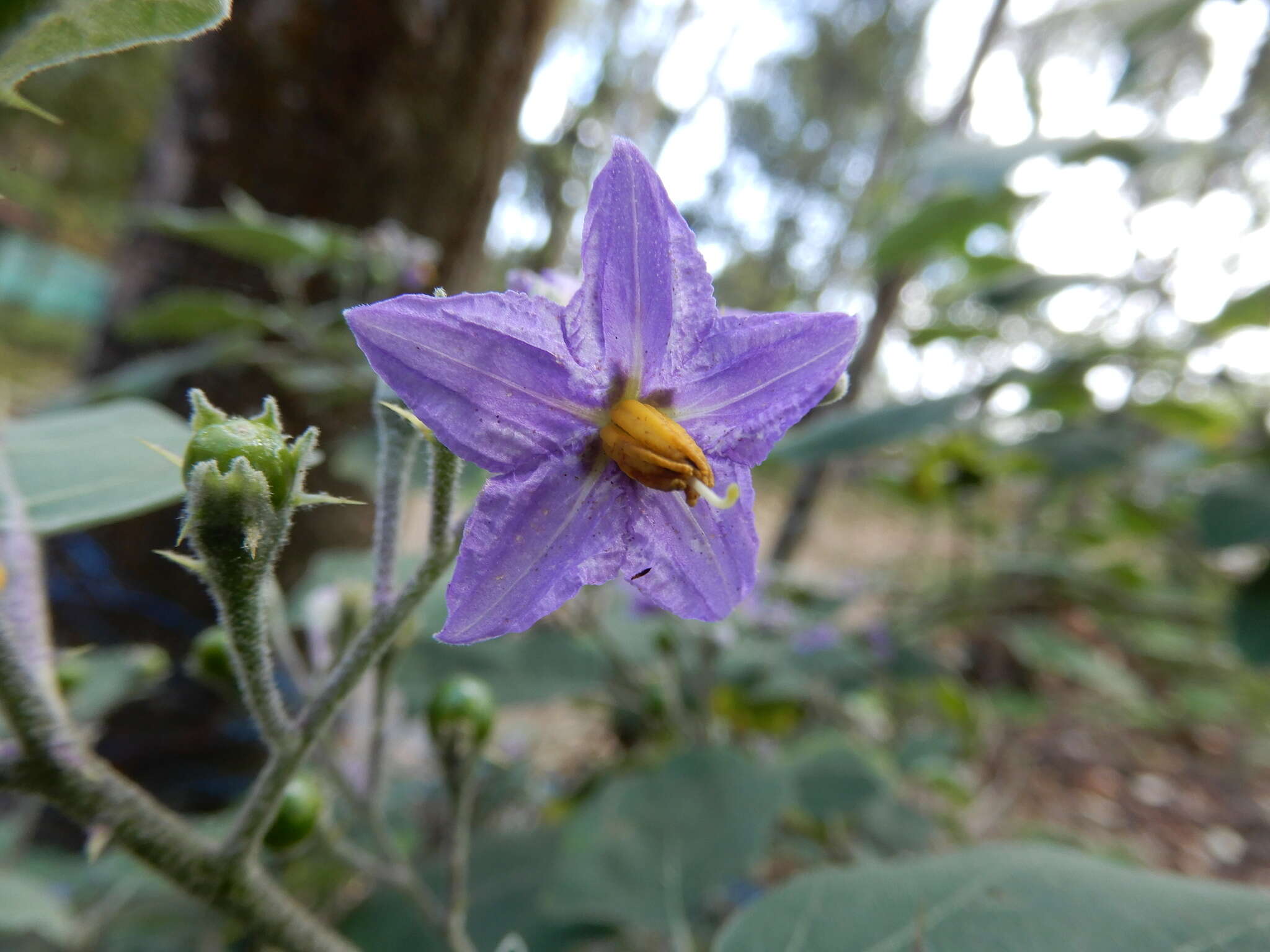 Image of Solanum violaceum Ortega