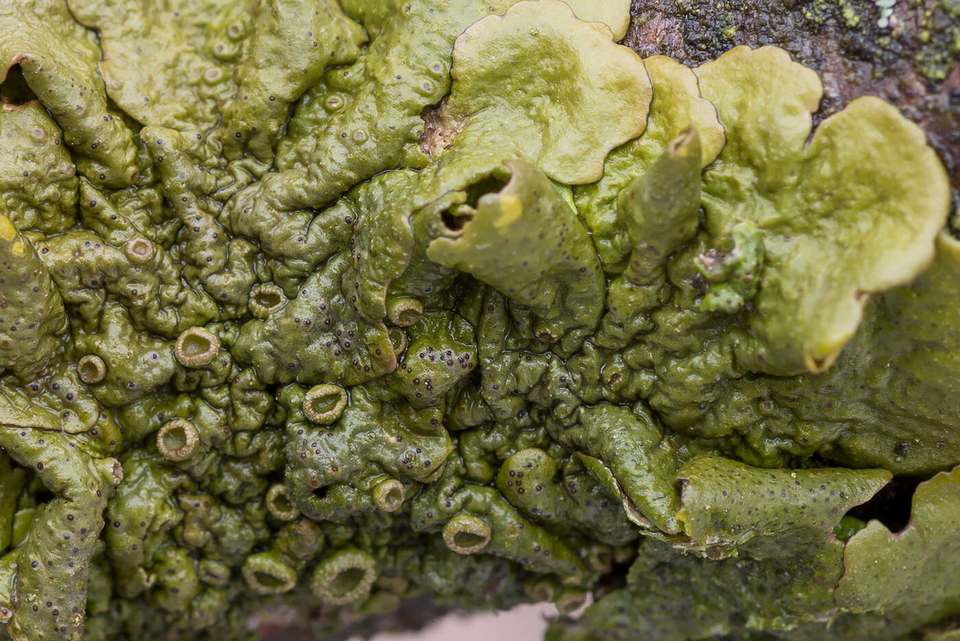 Image of melanelia lichen