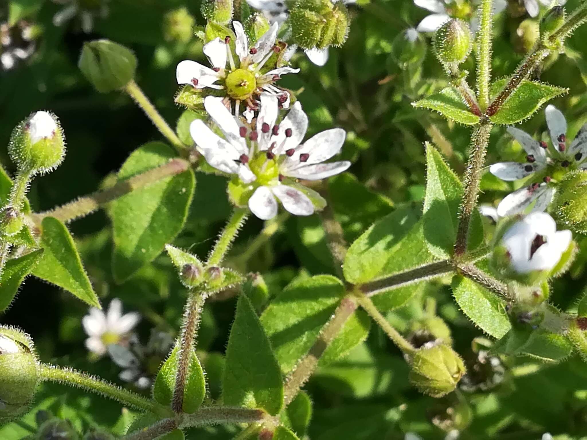 Microbotryum stellariae (Sowerby) G. Deml & Oberw. 1982的圖片