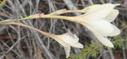 Image of Tritonia flabellifolia (D. Delaroche) G. J. Lewis