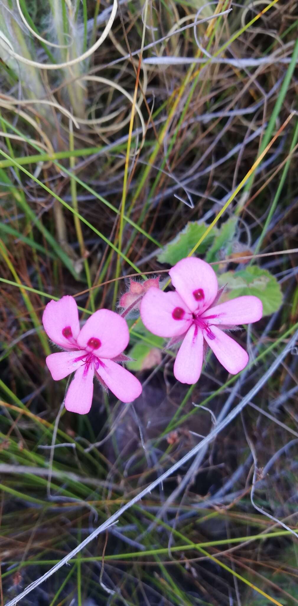 Image of Pelargonium alpinum Eckl. & Zeyh.