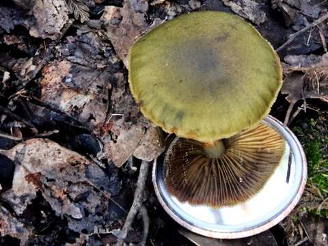 Image of Cortinarius austrovenetus Cleland 1928