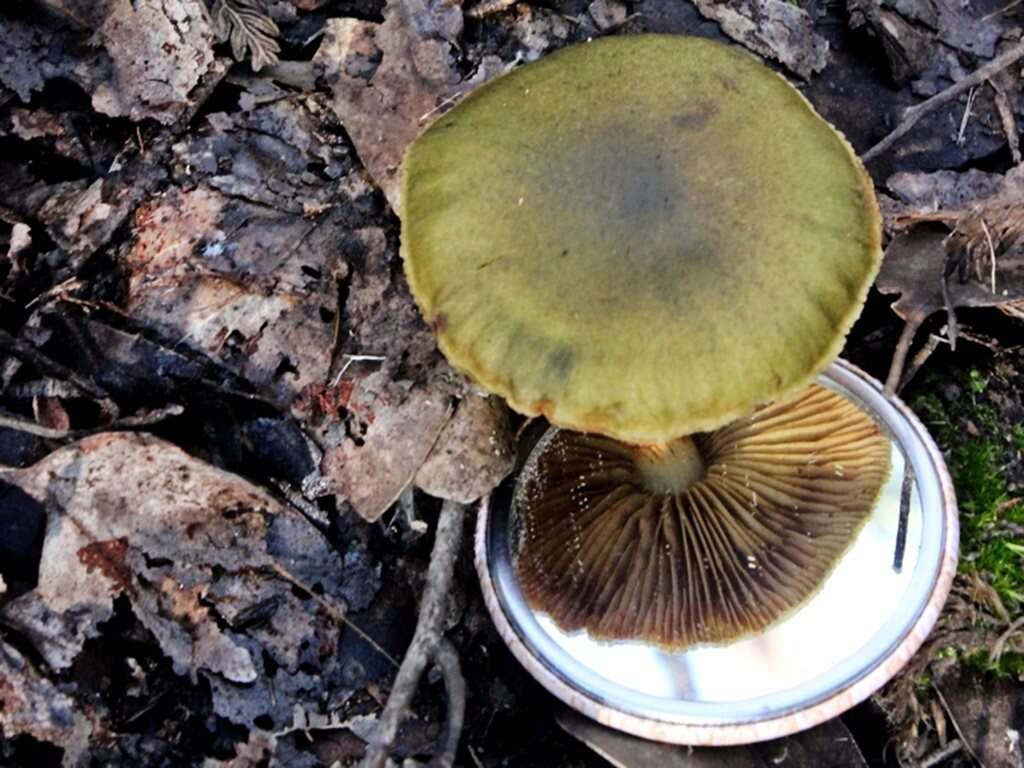 Sivun Cortinarius austrovenetus Cleland 1928 kuva