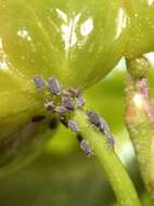 Image of Ivy aphid