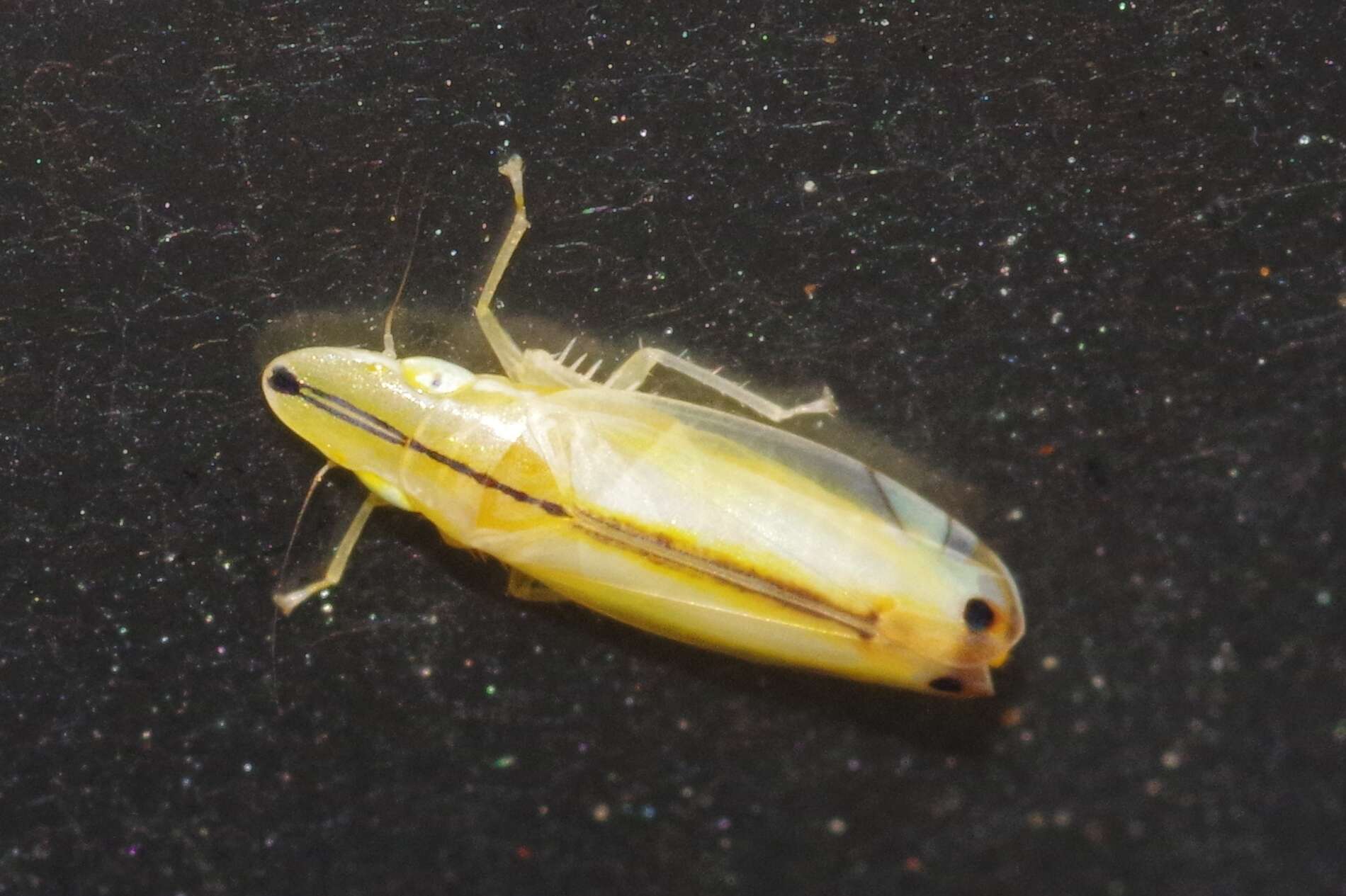 Image of Two-spotted leafhopper