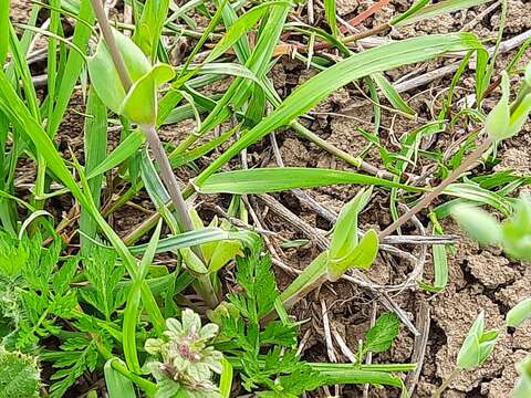 Plancia ëd Cerastium perfoliatum L.