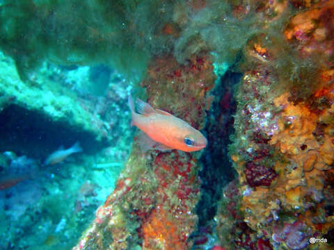 Image of Cardinal Fish