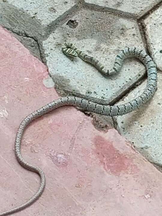 Image of Indian flying snake