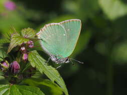 Imagem de Callophrys chalybeitincta Sovinsky 1905