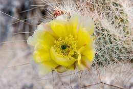 Opuntia polyacantha var. erinacea (Engelm. & J. M. Bigelow) B. D. Parfitt resmi