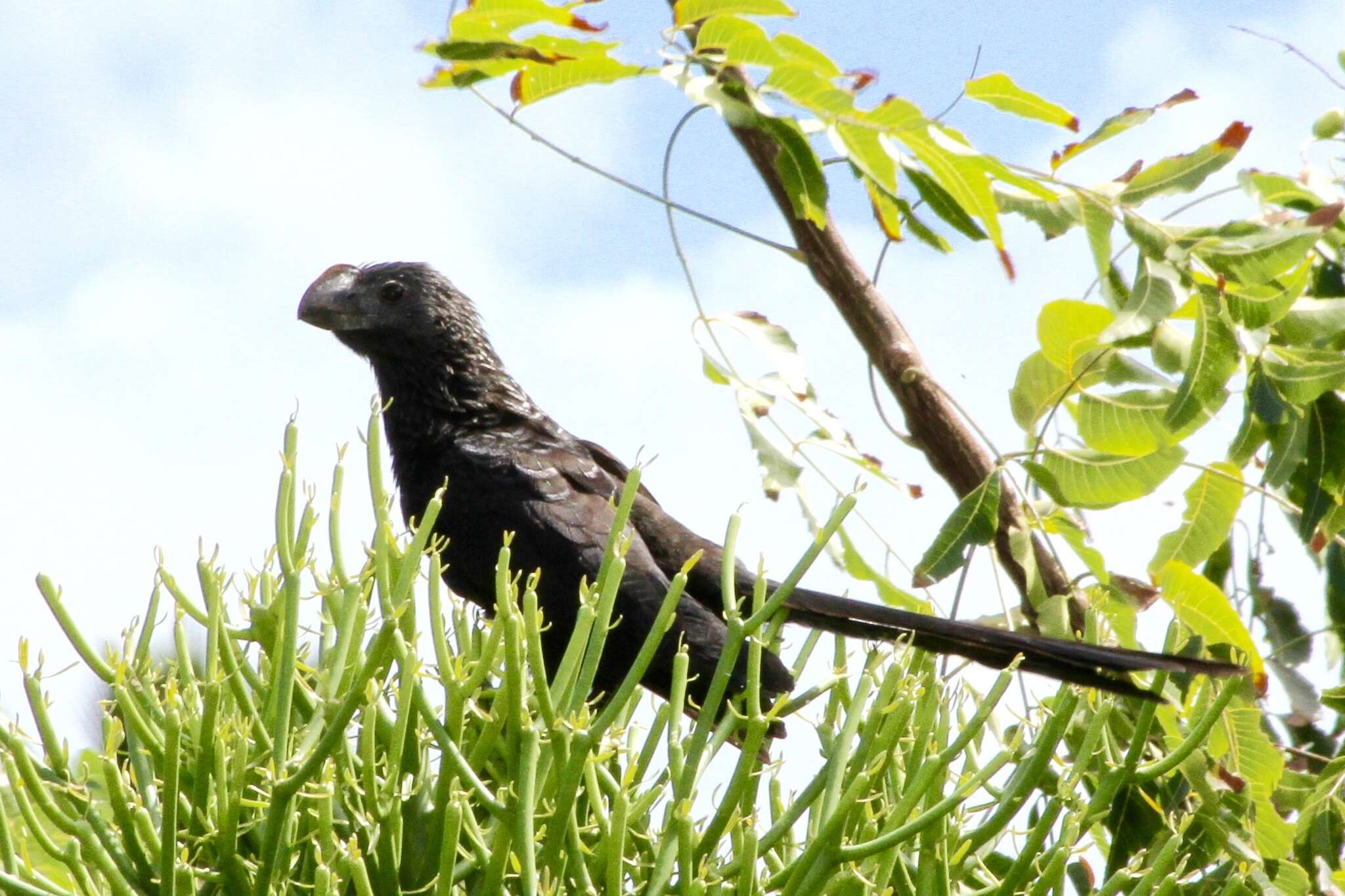 Imagem de Crotophaga Linnaeus 1758