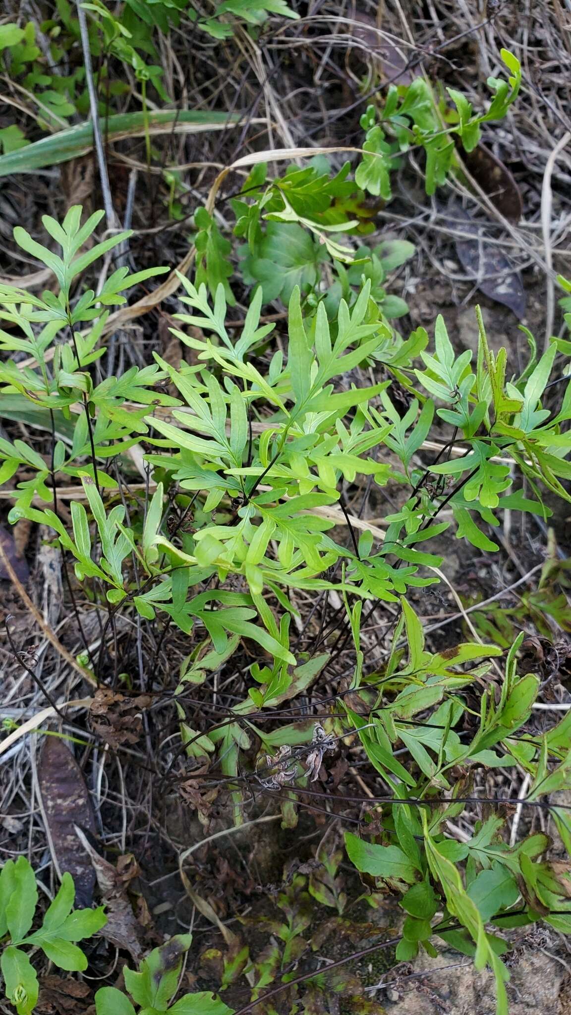 Image of Takeuch's lipfern