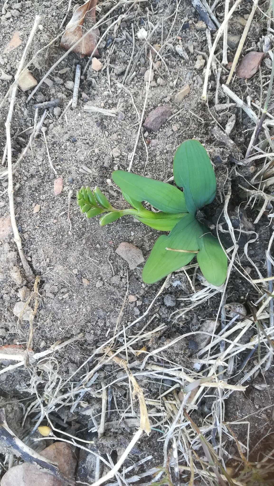 Image of Freesia caryophyllacea (Burm. fil.) N. E. Br.