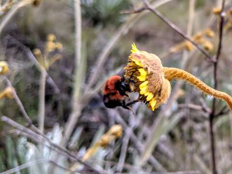 Image of Bombus rubicundus Smith 1854