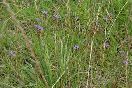 Image of Sisyrinchium platense I. M. Johnst.