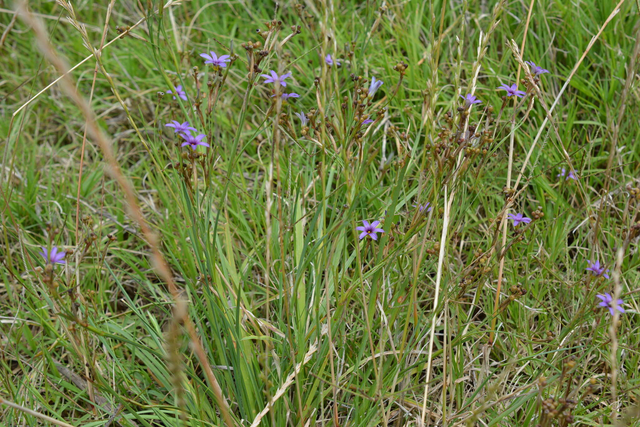 Sisyrinchium platense I. M. Johnst.的圖片