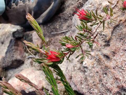 Image of Darwinia taxifolia A. Cunn.