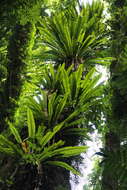 Image of Australian bird's-nest fern