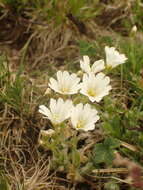 Слика од Cerastium eriophorum Kit.