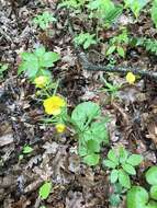 صورة Ranunculus fallax (Wimmer & Grab.) Schur