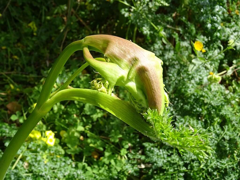 Image of Thapsia foetida L.