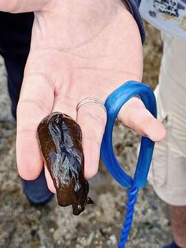 Image of spotted sea hare