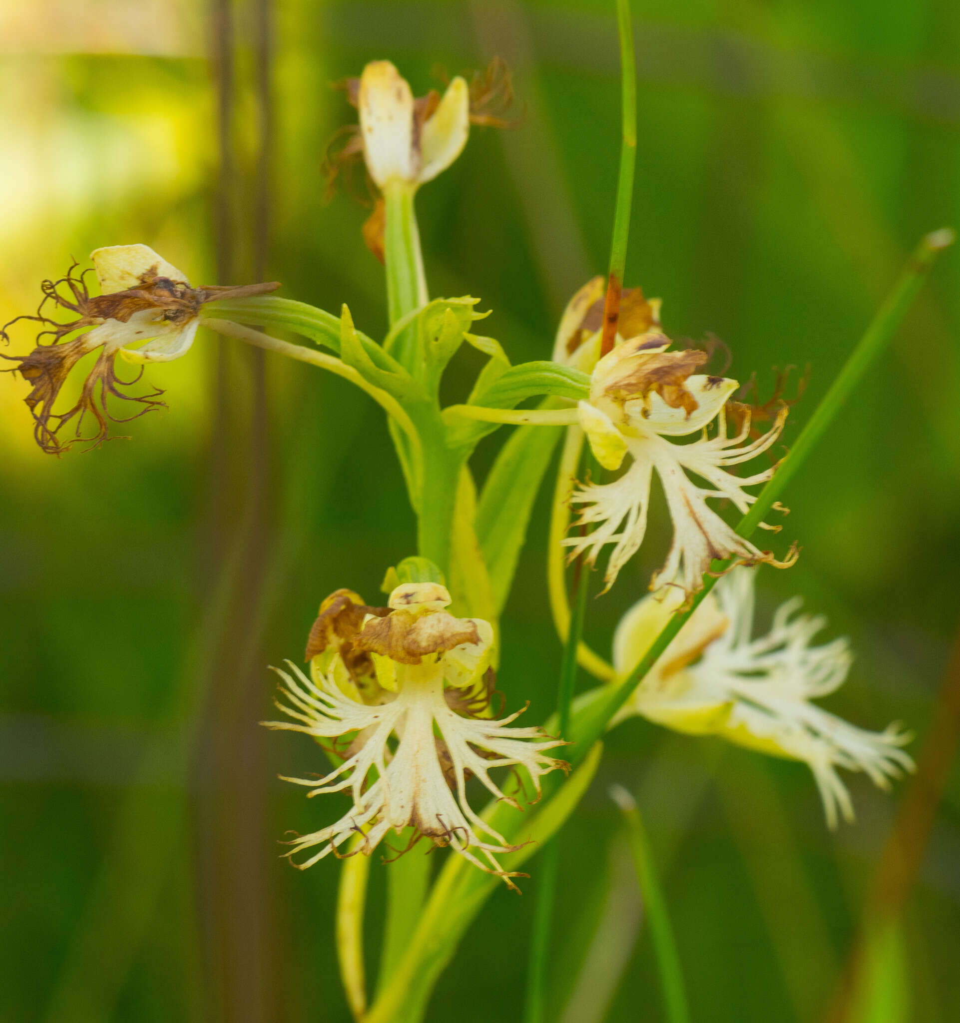 Image of Eastern prairie fringed orchid