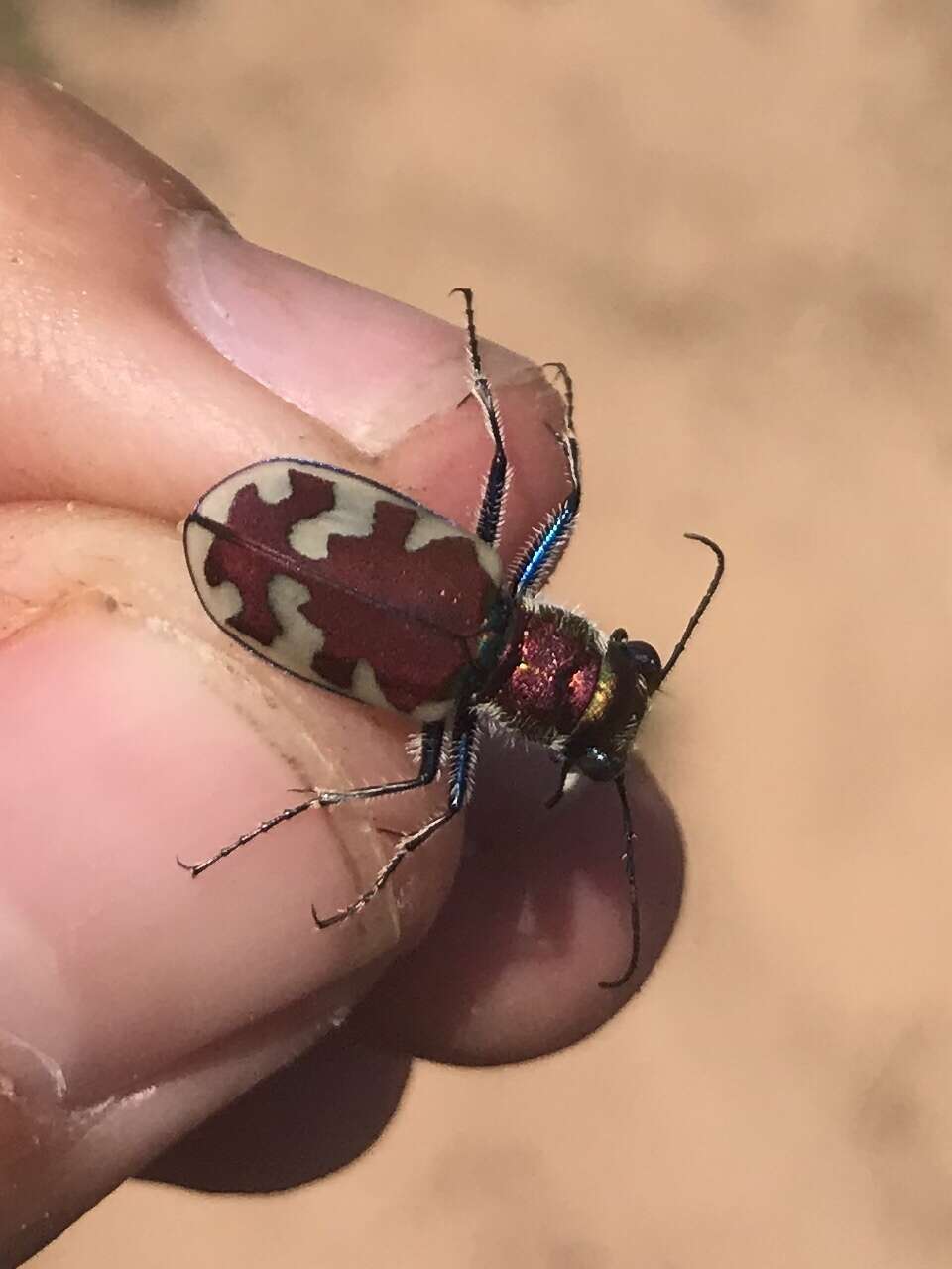 Image of Beautiful tiger beetle