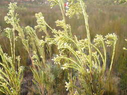 Plancia ëd Leucadendron ericifolium R. Br.