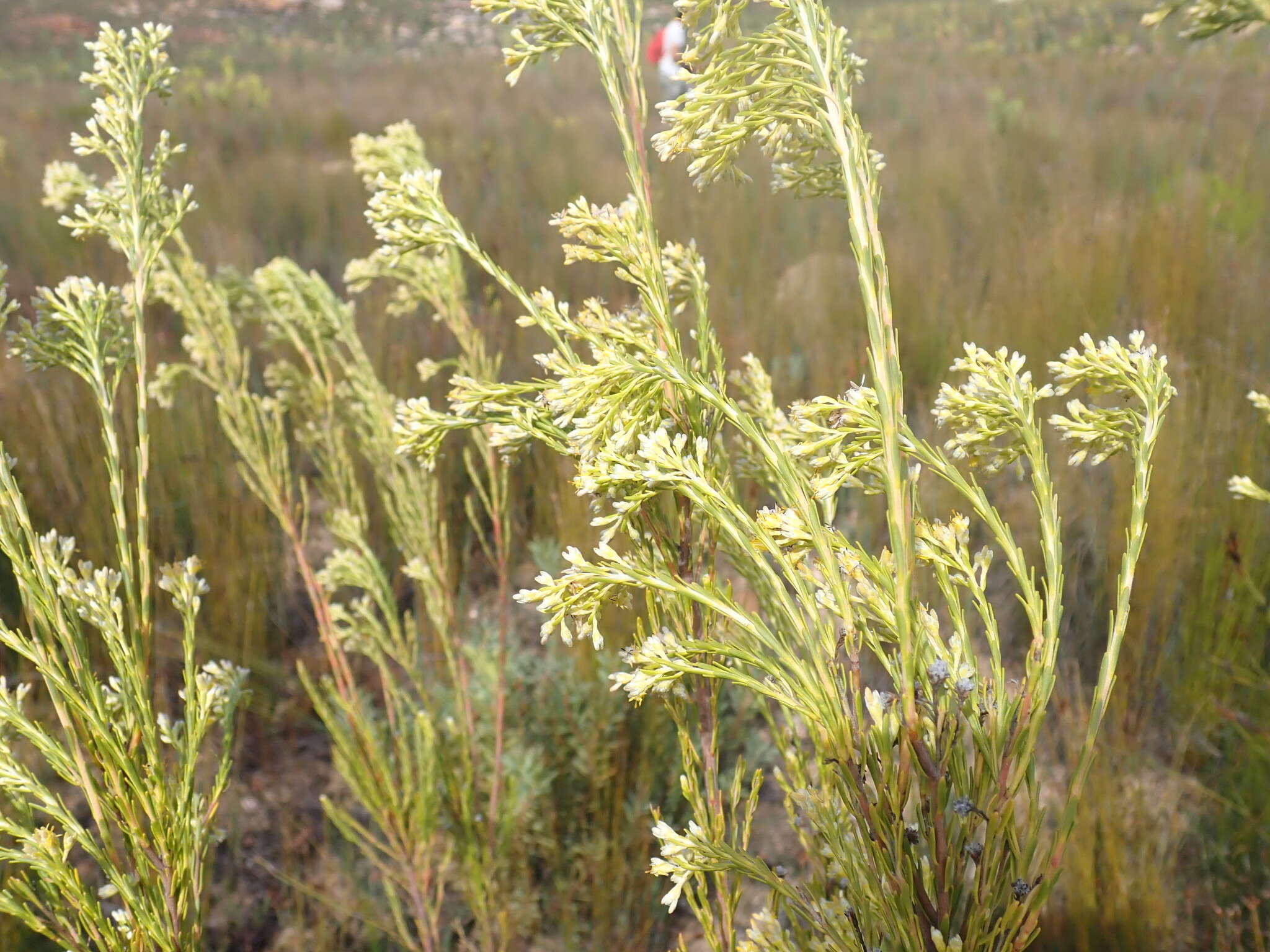 Plancia ëd Leucadendron ericifolium R. Br.